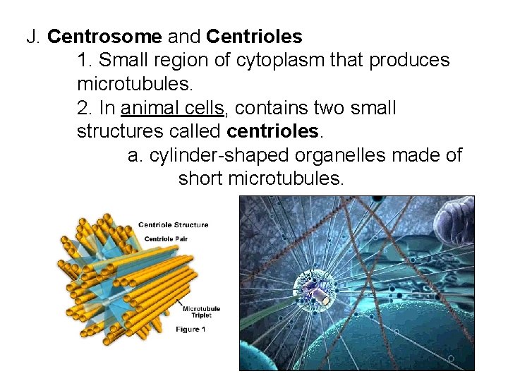 J. Centrosome and Centrioles 1. Small region of cytoplasm that produces microtubules. 2. In