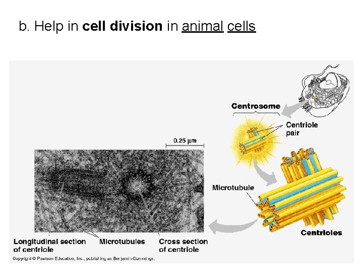 b. Help in cell division in animal cells 