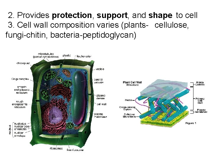 2. Provides protection, support, and shape to cell 3. Cell wall composition varies (plants-