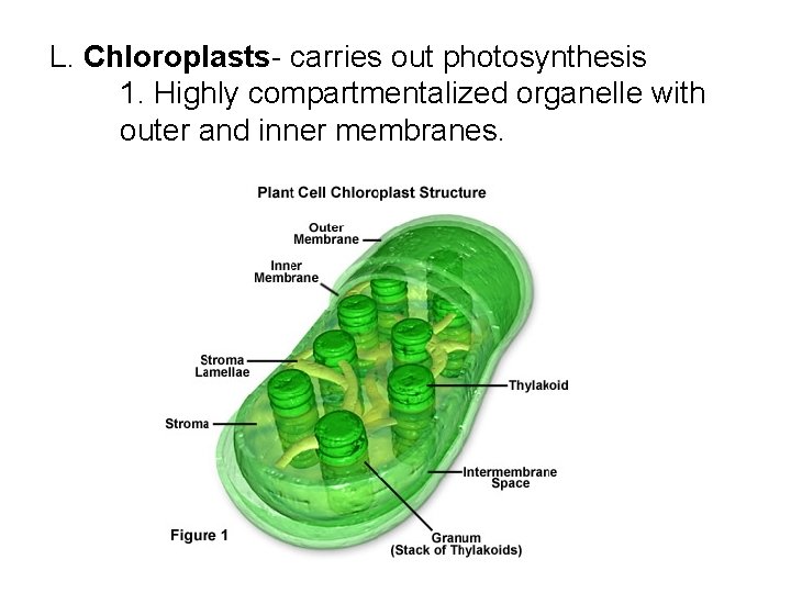 L. Chloroplasts- carries out photosynthesis 1. Highly compartmentalized organelle with outer and inner membranes.