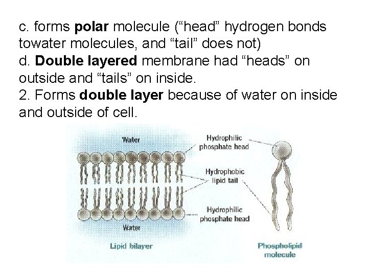 c. forms polar molecule (“head” hydrogen bonds towater molecules, and “tail” does not) d.
