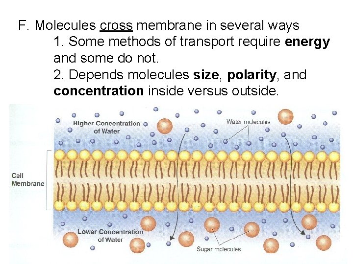 F. Molecules cross membrane in several ways 1. Some methods of transport require energy