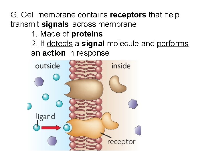 G. Cell membrane contains receptors that help transmit signals across membrane 1. Made of