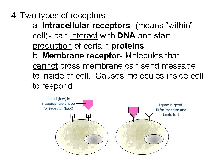 4. Two types of receptors a. Intracellular receptors- (means “within” cell)- can interact with