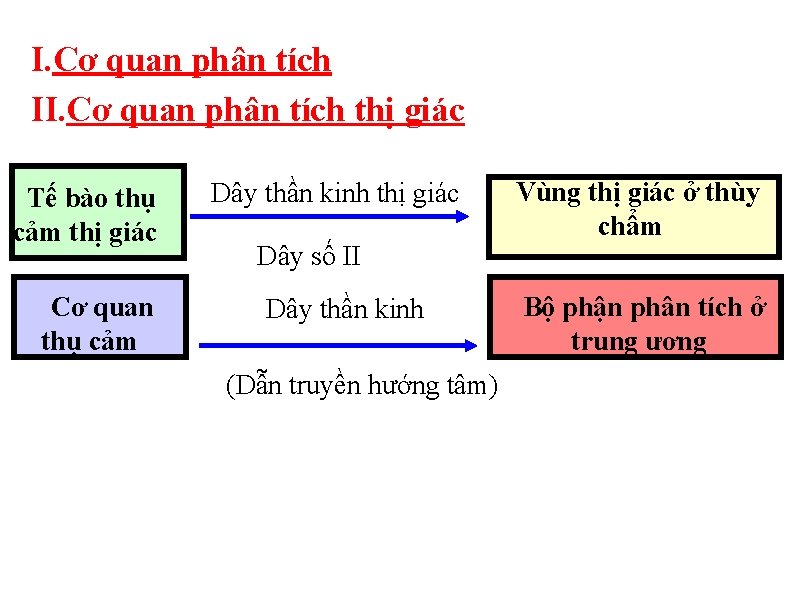 I. Cơ quan phân tích II. Cơ quan phân tích thị giác Tế bào