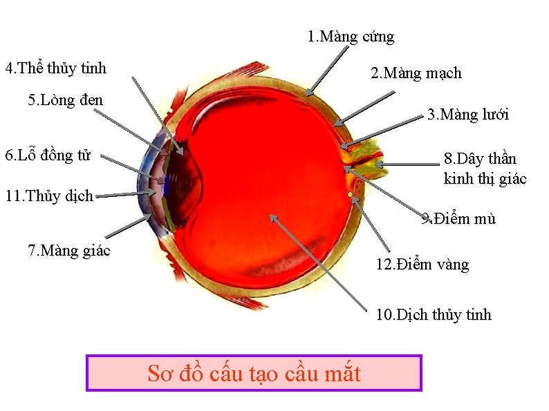 1. Màng cứng 4. Thể thủy tinh 2. Màng mạch 5. Lòng đen 3.