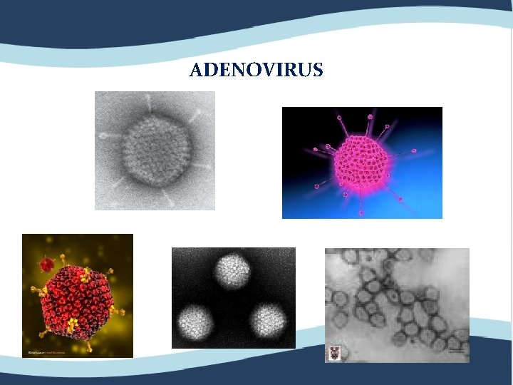 ADENOVIRUS 