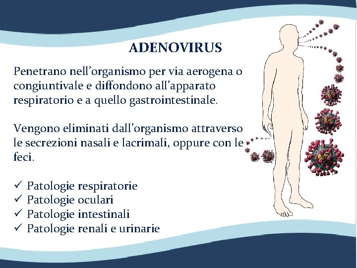 ADENOVIRUS Penetrano nell’organismo per via aerogena o congiuntivale e diffondono all’apparato respiratorio e a