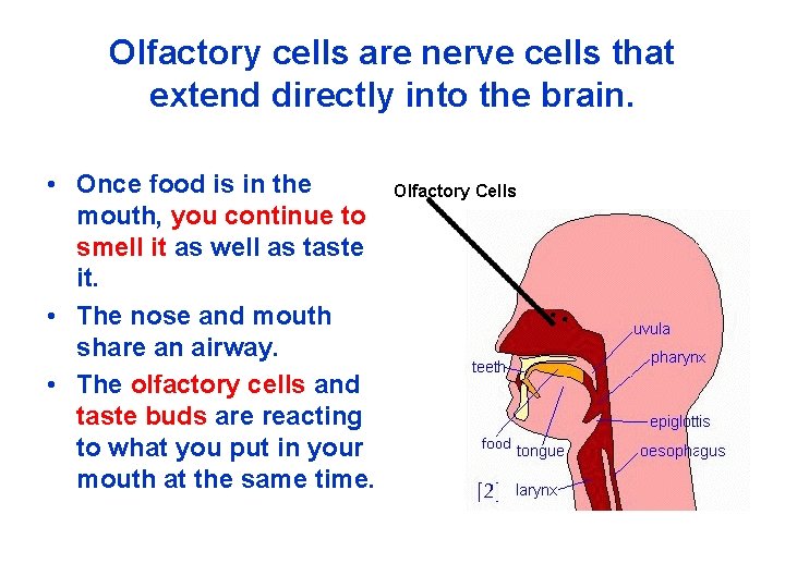 Olfactory cells are nerve cells that extend directly into the brain. • Once food