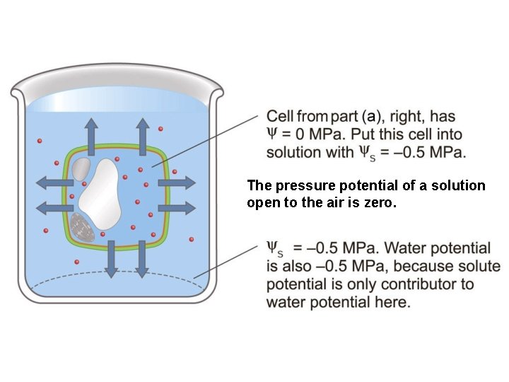 Water potential The pressure potential of a solution open to the air is zero.