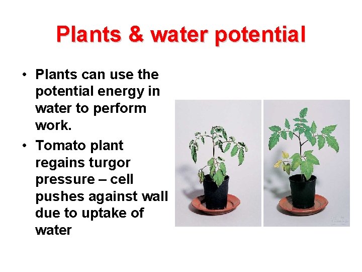 Plants & water potential • Plants can use the potential energy in water to