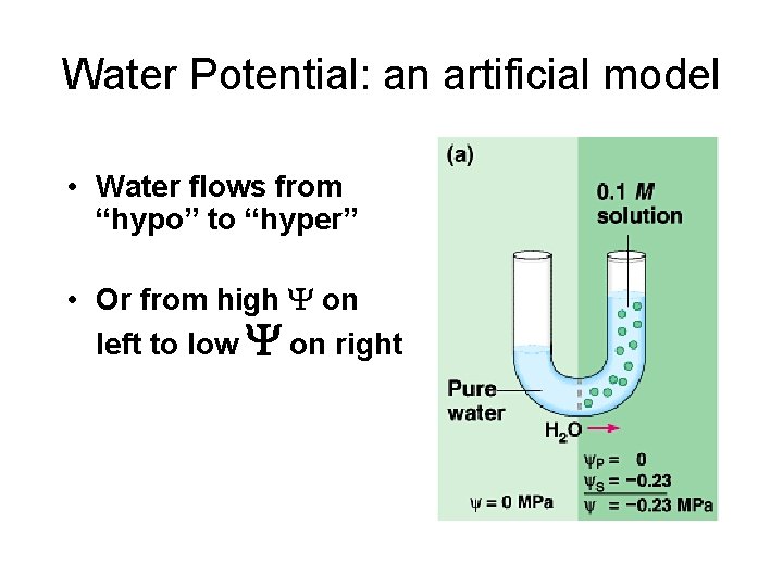 Water Potential: an artificial model • Water flows from “hypo” to “hyper” • Or