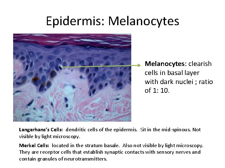 Epidermis: Melanocytes: clearish cells in basal layer with dark nuclei ; ratio of 1: