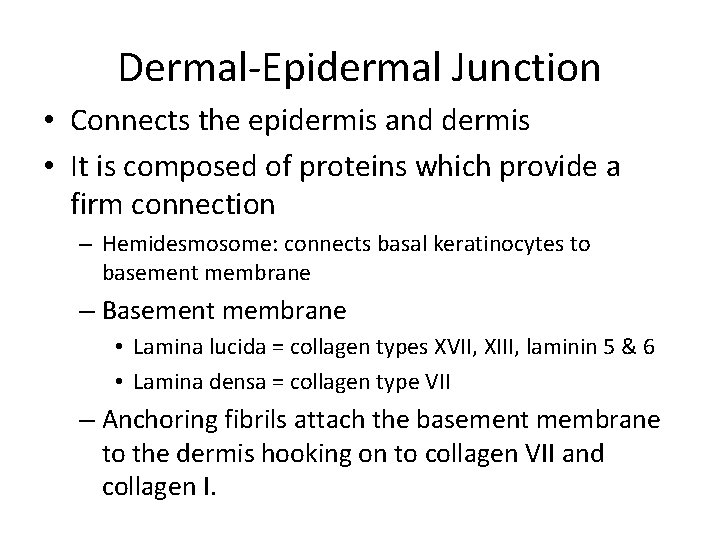 Dermal-Epidermal Junction • Connects the epidermis and dermis • It is composed of proteins