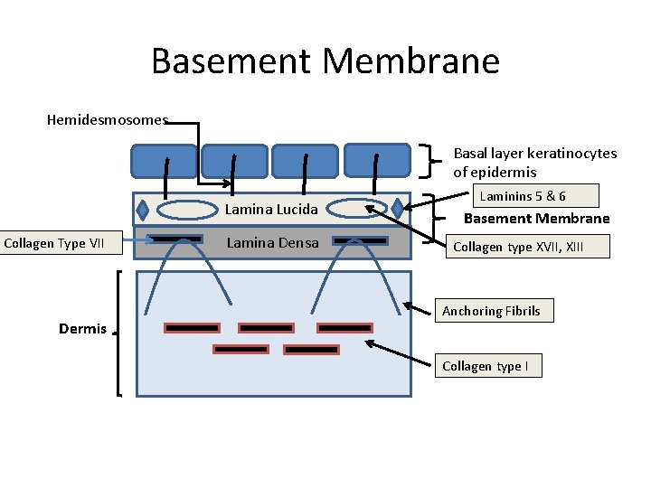 Basement Membrane Hemidesmosomes Basal layer keratinocytes of epidermis Lamina Lucida Collagen Type VII Dermis