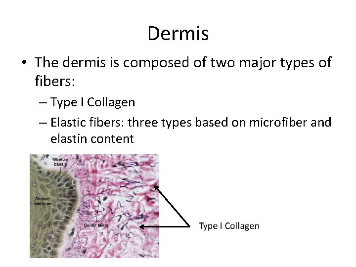 Dermis • The dermis is composed of two major types of fibers: – Type