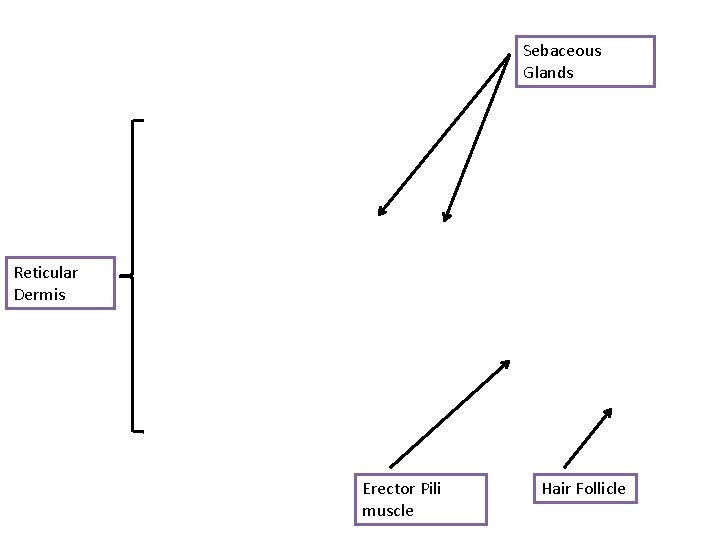 Sebaceous Glands Reticular Dermis Erector Pili muscle Hair Follicle 