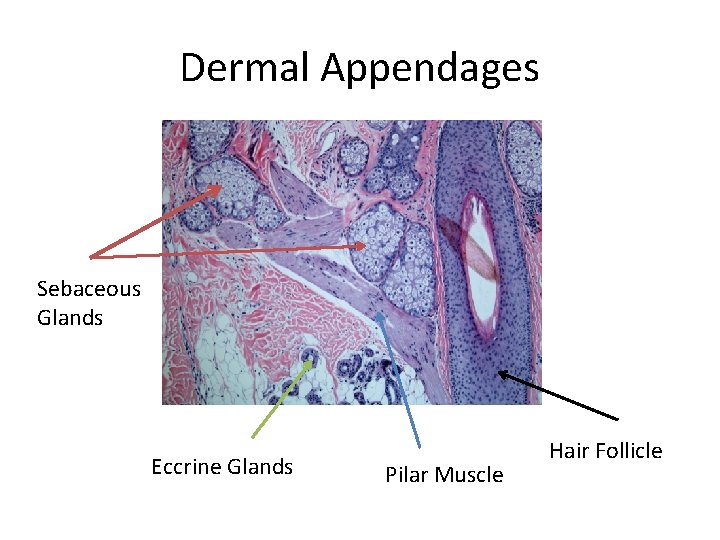 Dermal Appendages Sebaceous Glands Eccrine Glands Pilar Muscle Hair Follicle 