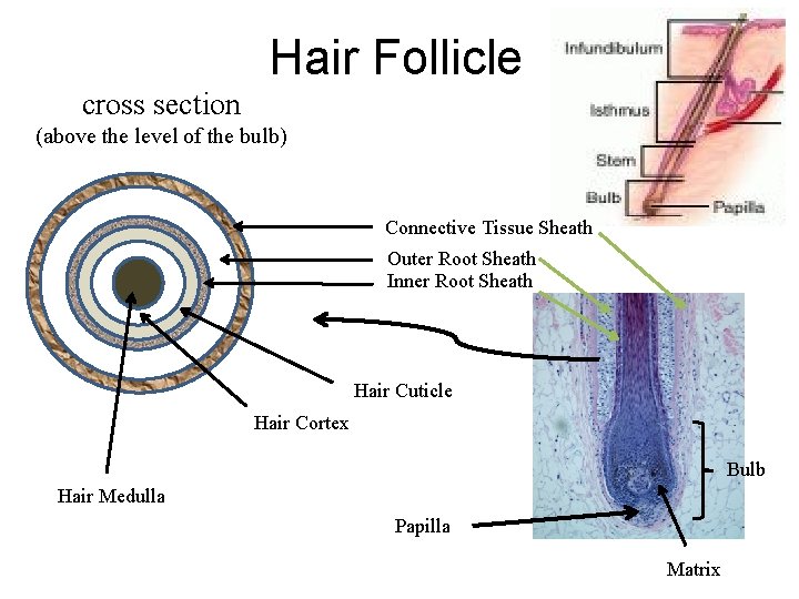 Hair Follicle cross section (above the level of the bulb) Connective Tissue Sheath Outer