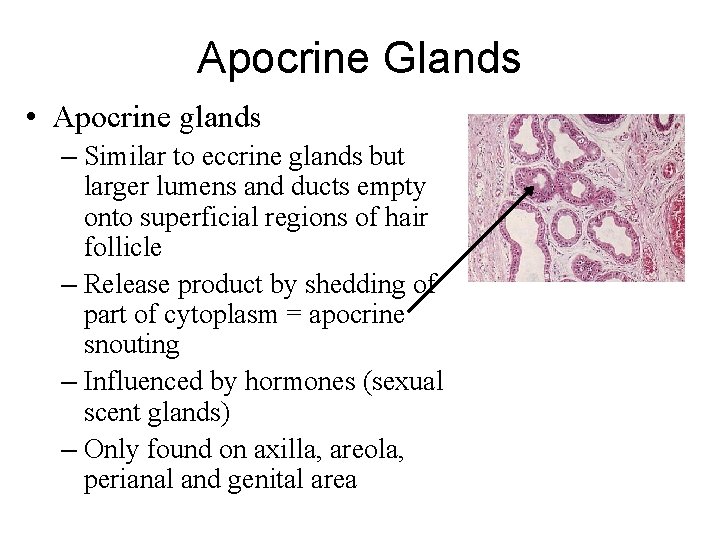 Apocrine Glands • Apocrine glands – Similar to eccrine glands but larger lumens and