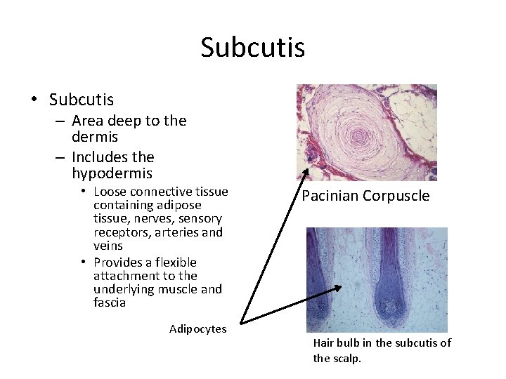 Subcutis • Subcutis – Area deep to the dermis – Includes the hypodermis •