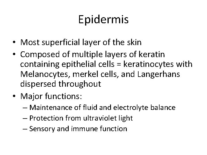 Epidermis • Most superficial layer of the skin • Composed of multiple layers of