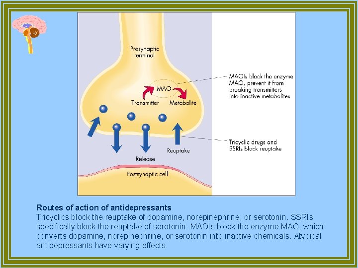 Routes of action of antidepressants Tricyclics block the reuptake of dopamine, norepinephrine, or serotonin.