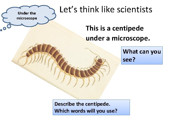 Under the microscope Let’s think like scientists This is a centipede under a microscope.