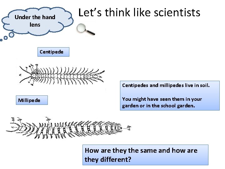 Under the hand lens Let’s think like scientists Centipedes and millipedes live in soil.