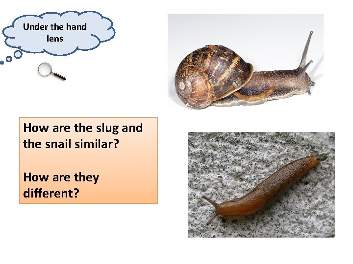 Under the hand lens How are the slug and the snail similar? How are