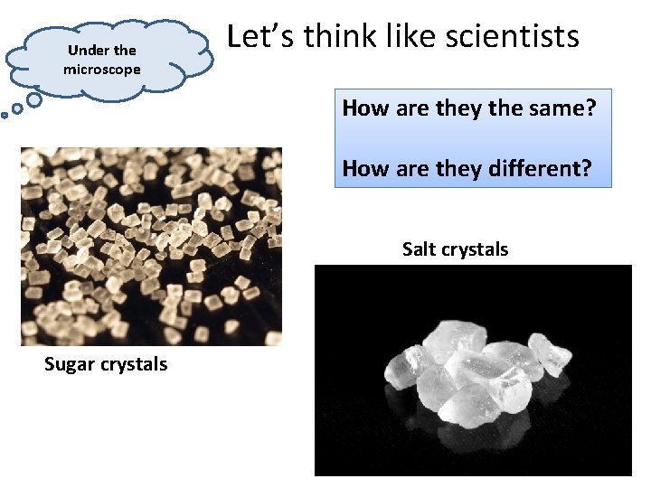 Under the microscope Let’s think like scientists How are they the same? How are