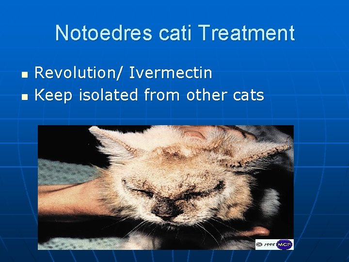 Notoedres cati Treatment n n Revolution/ Ivermectin Keep isolated from other cats 