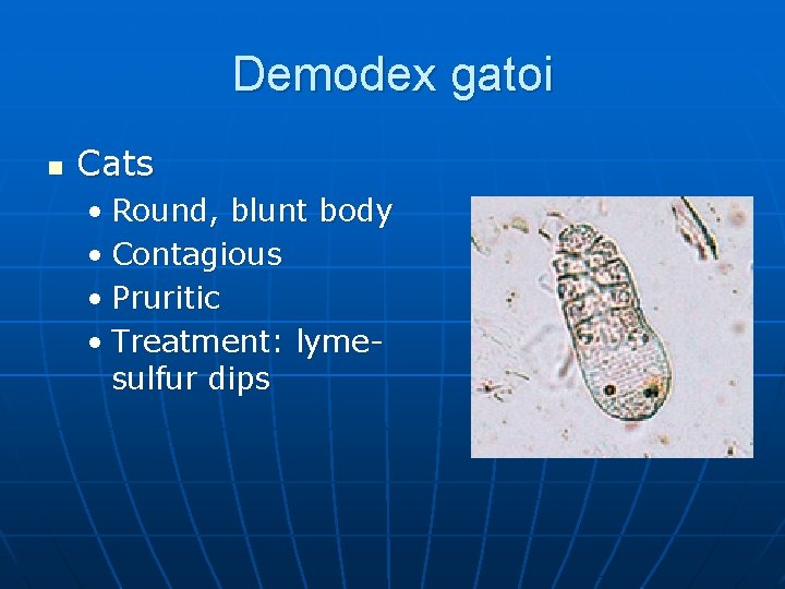 Demodex gatoi n Cats • Round, blunt body • Contagious • Pruritic • Treatment:
