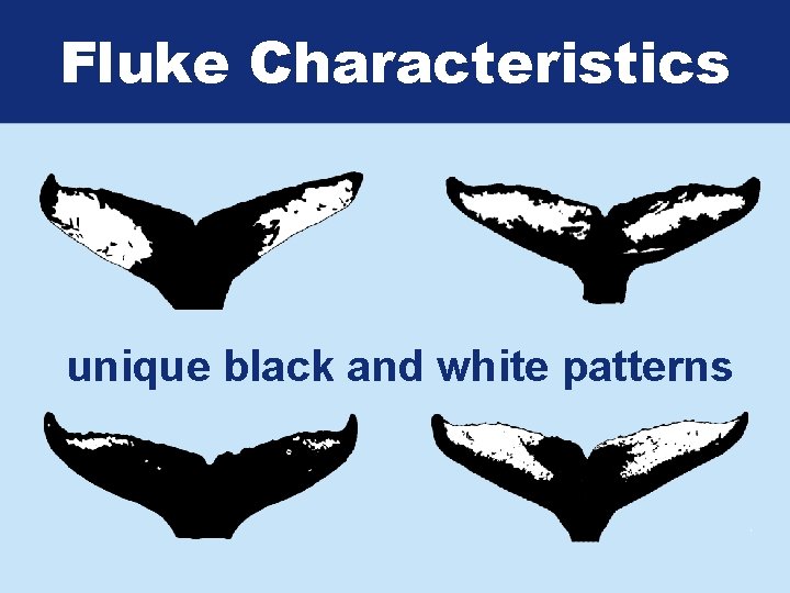 Fluke Characteristics unique black and white patterns 