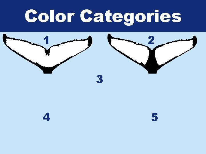 Color Categories 1 2 3 4 5 