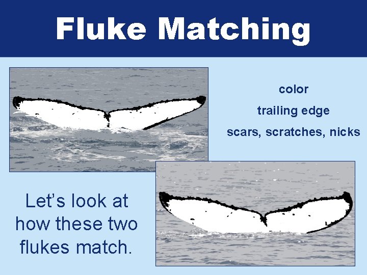 Fluke Matching color trailing edge scars, scratches, nicks Let’s look at how these two