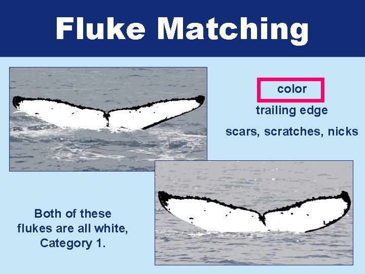 Fluke Matching color trailing edge scars, scratches, nicks Both of these flukes are all