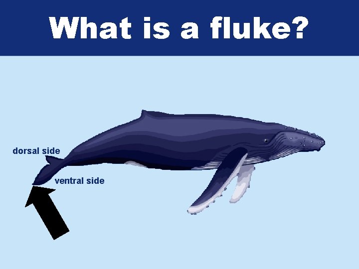 What is a fluke? dorsal side ventral side 