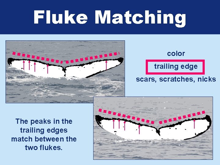 Fluke Matching color trailing edge scars, scratches, nicks The peaks in the trailing edges
