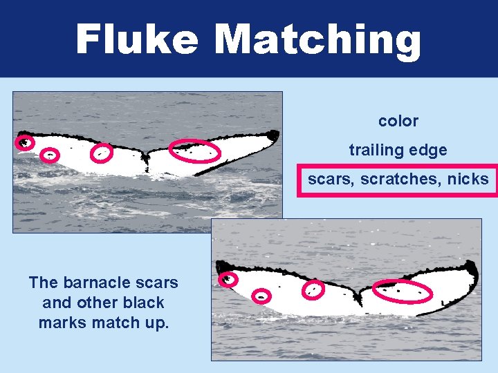 Fluke Matching color trailing edge scars, scratches, nicks The barnacle scars and other black