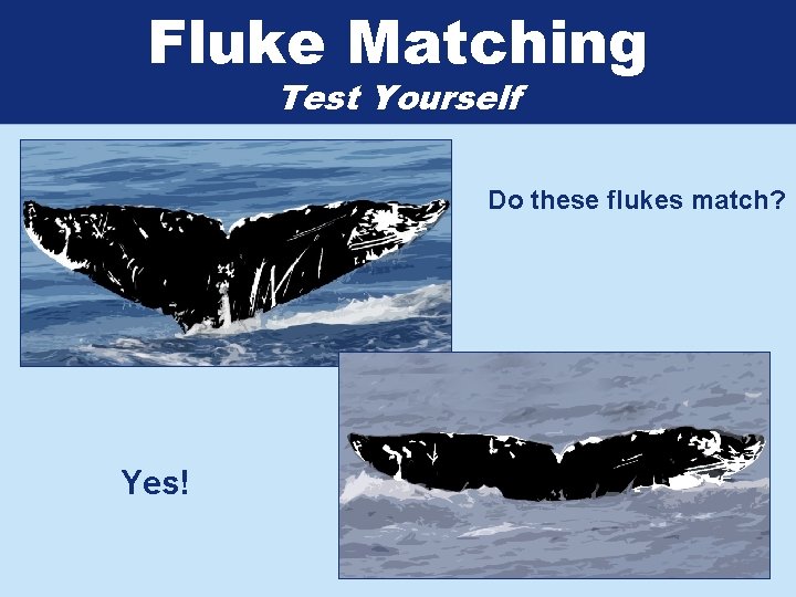 Fluke Matching Test Yourself Do these flukes match? Yes! 