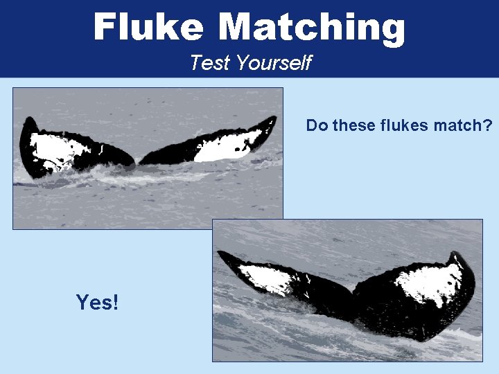 Fluke Matching Test Yourself Do these flukes match? Yes! 