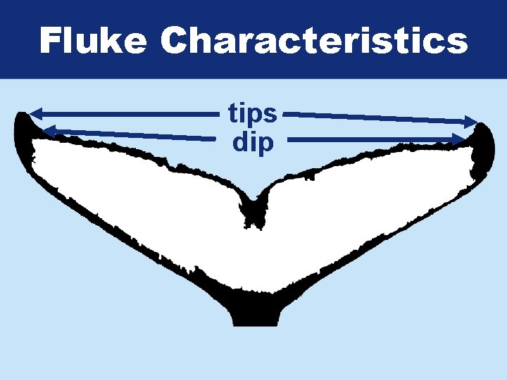 Fluke Characteristics tips dip 