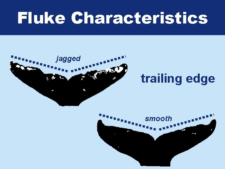 Fluke Characteristics jagged trailing edge smooth 