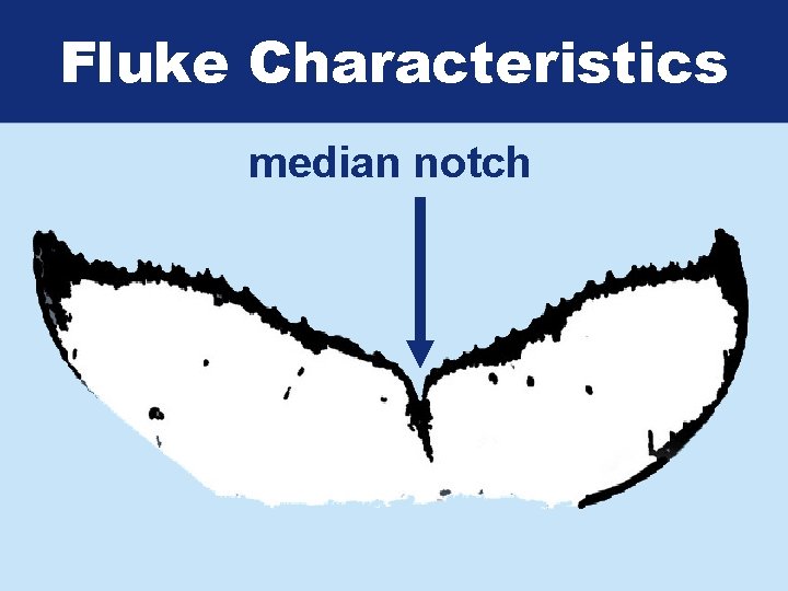 Fluke Characteristics median notch 