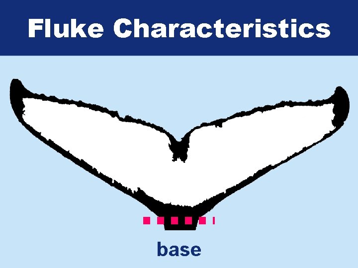 Fluke Characteristics base 