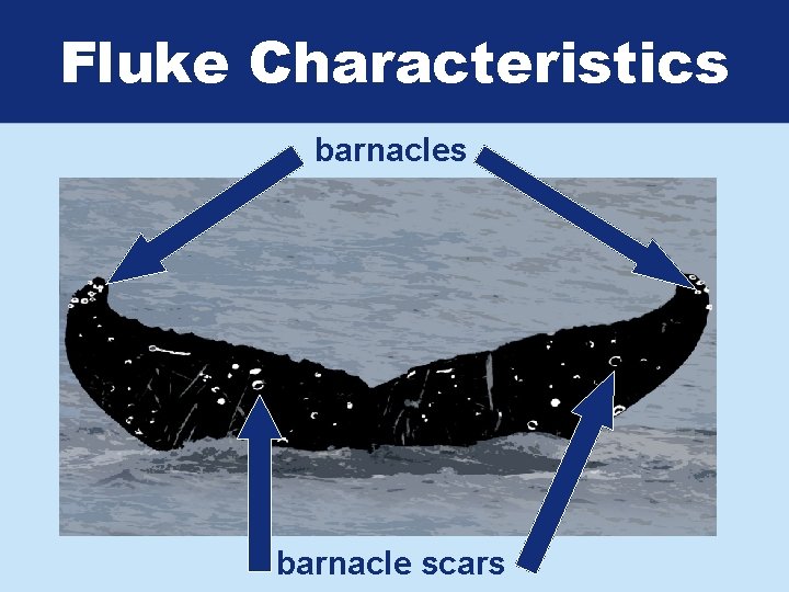 Fluke Characteristics barnacle scars 