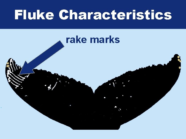 Fluke Characteristics rake marks 