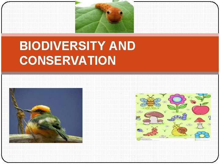 BIODIVERSITY AND CONSERVATION 