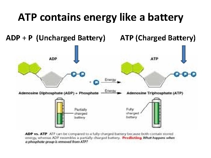 ATP contains energy like a battery ADP + P (Uncharged Battery) ATP (Charged Battery)